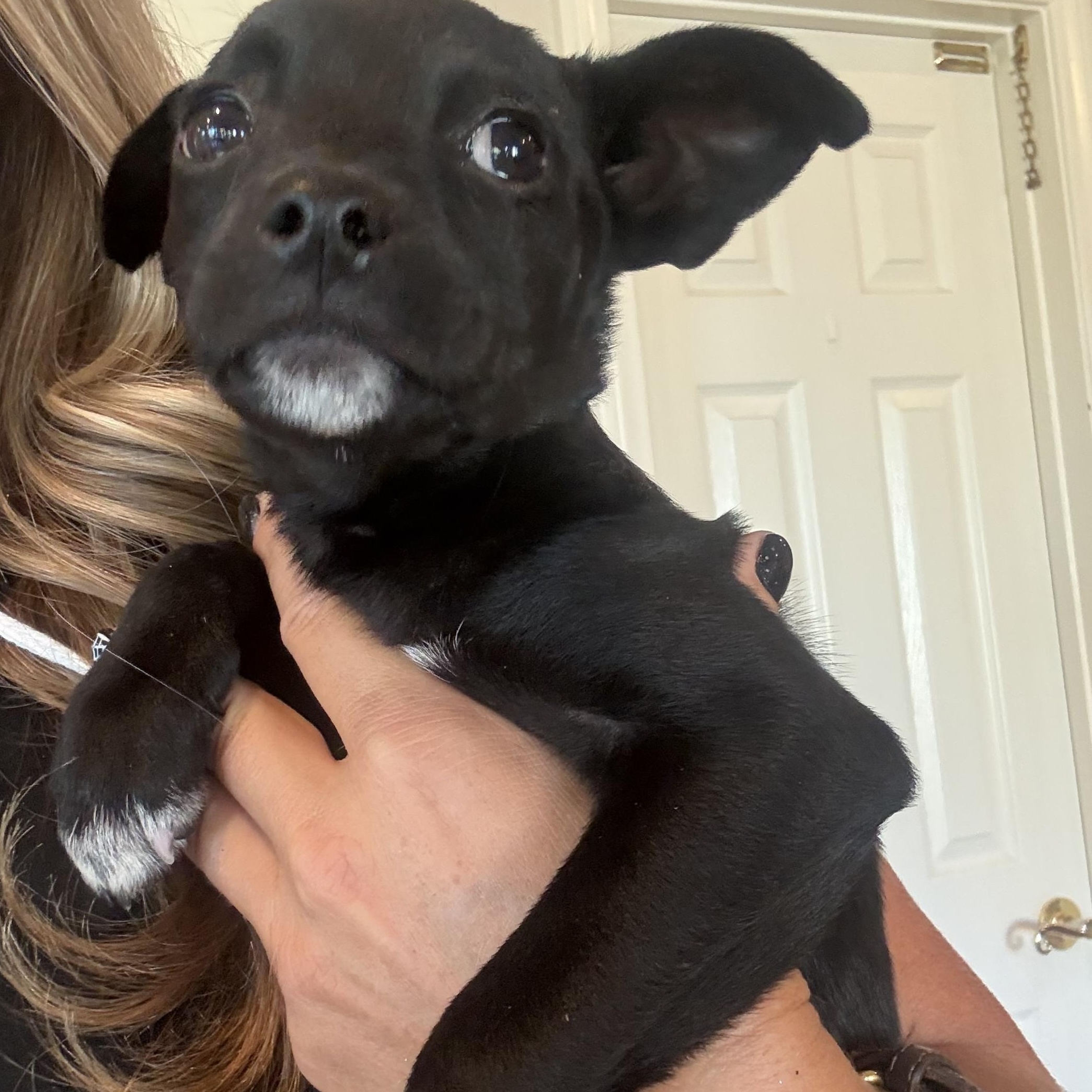 Enlarge Cessna (Jetset Litter), a Adoptable mixed breed in San Diego, CA image 4/4