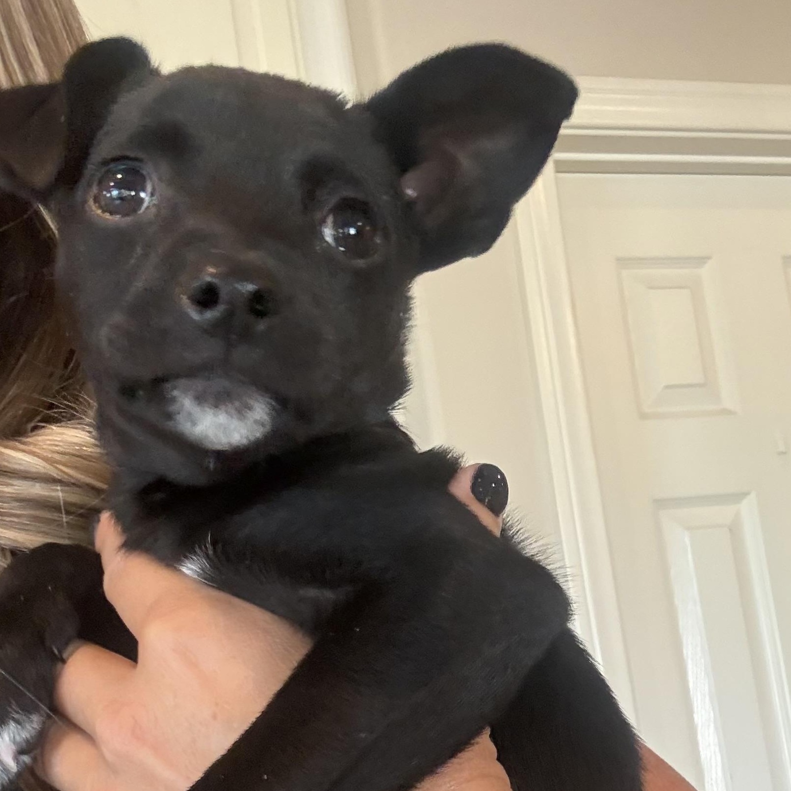 Enlarge Cessna (Jetset Litter), a Adoptable mixed breed in San Diego, CA image 3/4