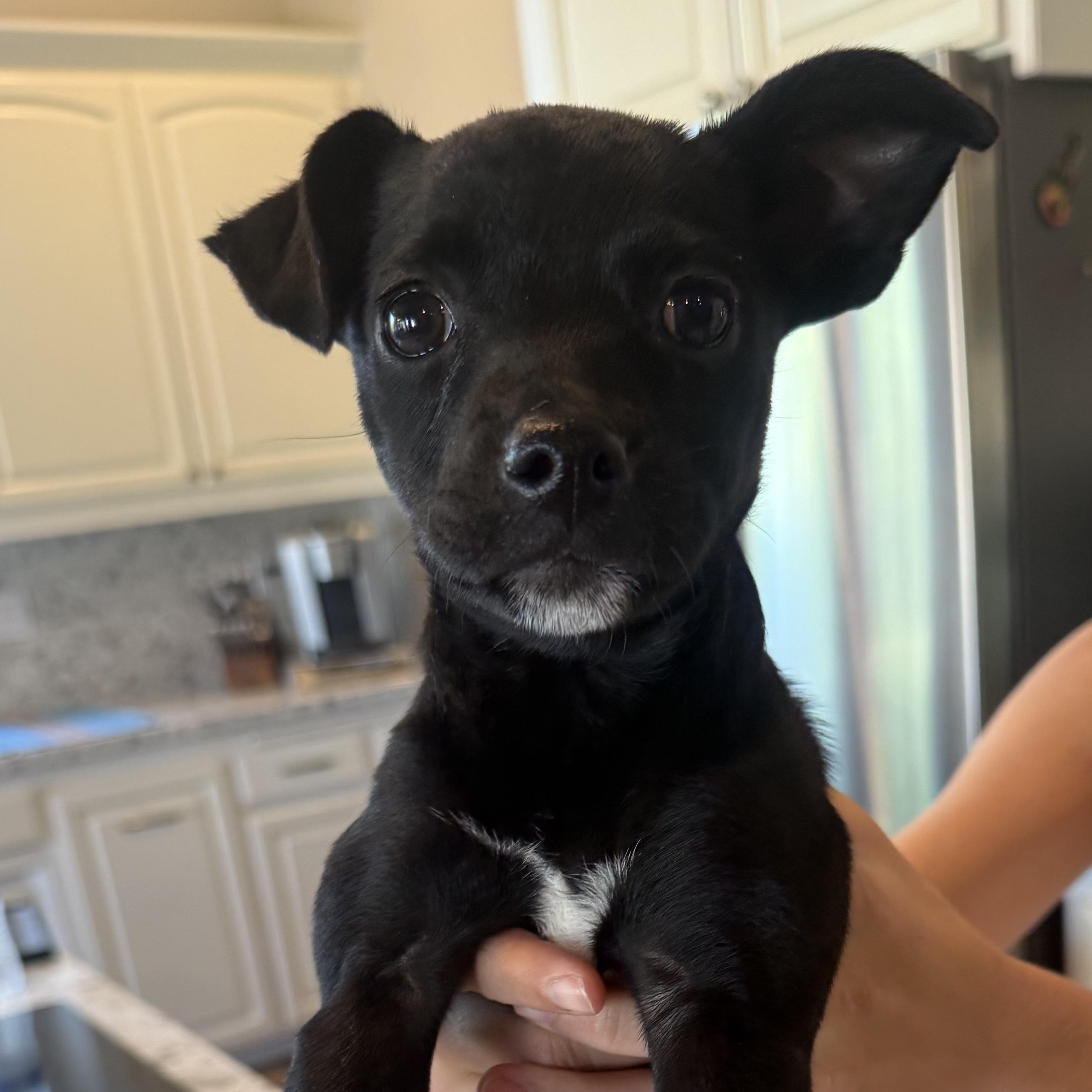 Enlarge Cessna (Jetset Litter), a Adoptable mixed breed in San Diego, CA image 2/4