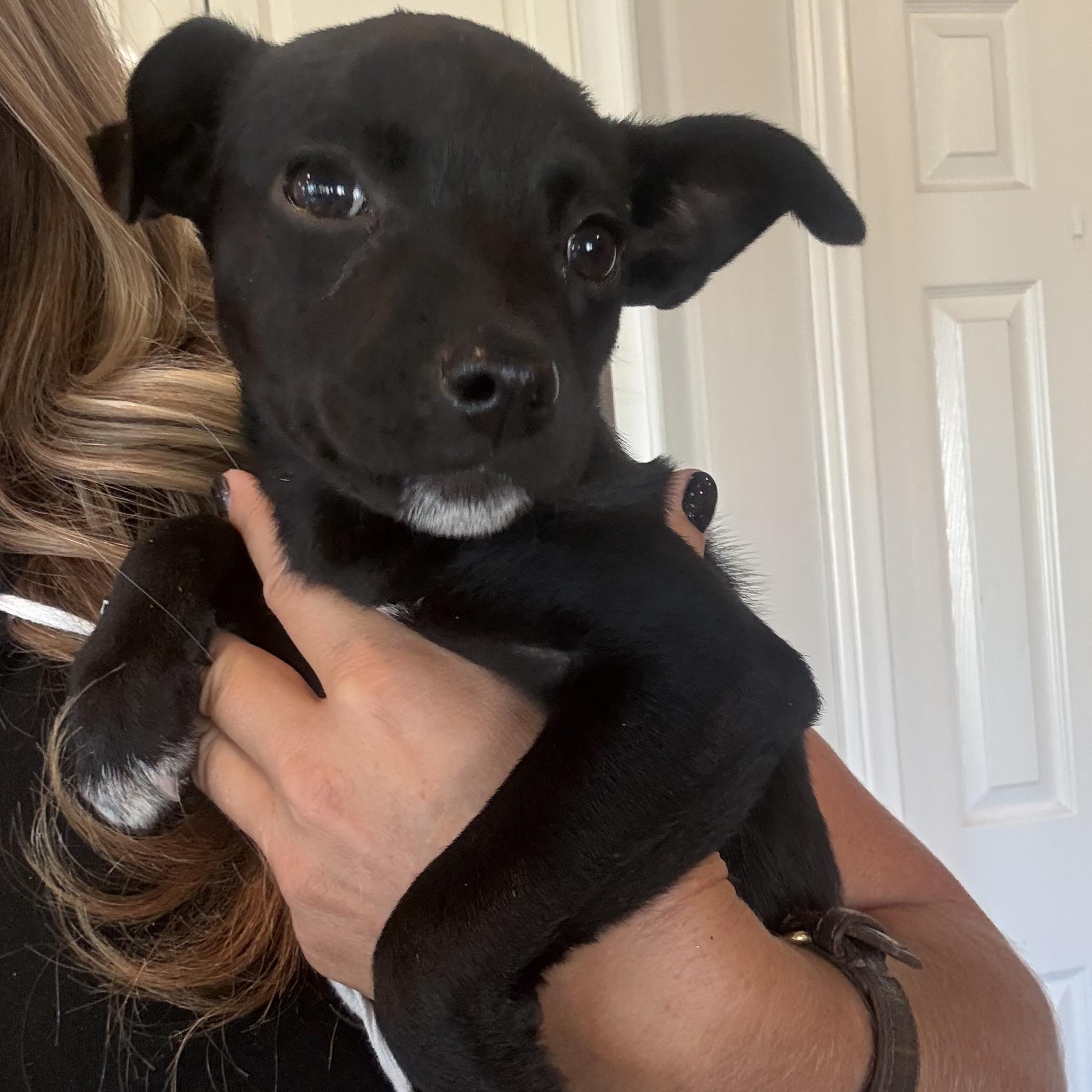 Enlarge Cessna (Jetset Litter), a Adoptable mixed breed in San Diego, CA image 1/4