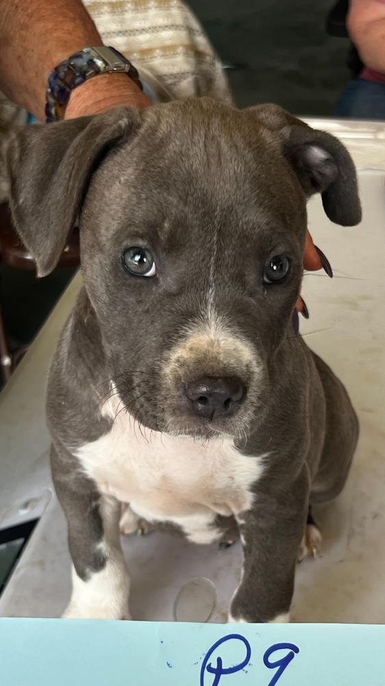 Rosa, Adoptable, Puppy Female Pit Bull Terrier.