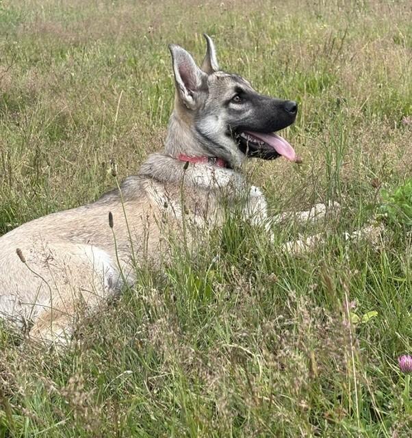 Everly, Adoptable, Young Female German Shepherd Dog.
