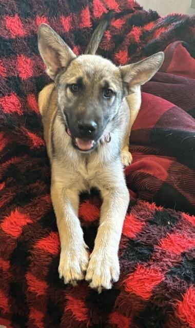 Everly, a Adoptable mixed breed in Seattle, WA image 2/6