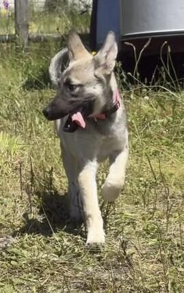 Everly, a Adoptable mixed breed in Seattle, WA image 3/6