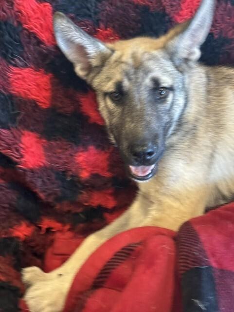 Everly, a Adoptable mixed breed in Seattle, WA image 5/6