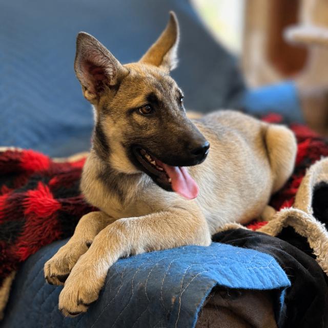 Everly, a Adoptable mixed breed in Seattle, WA image 6/6