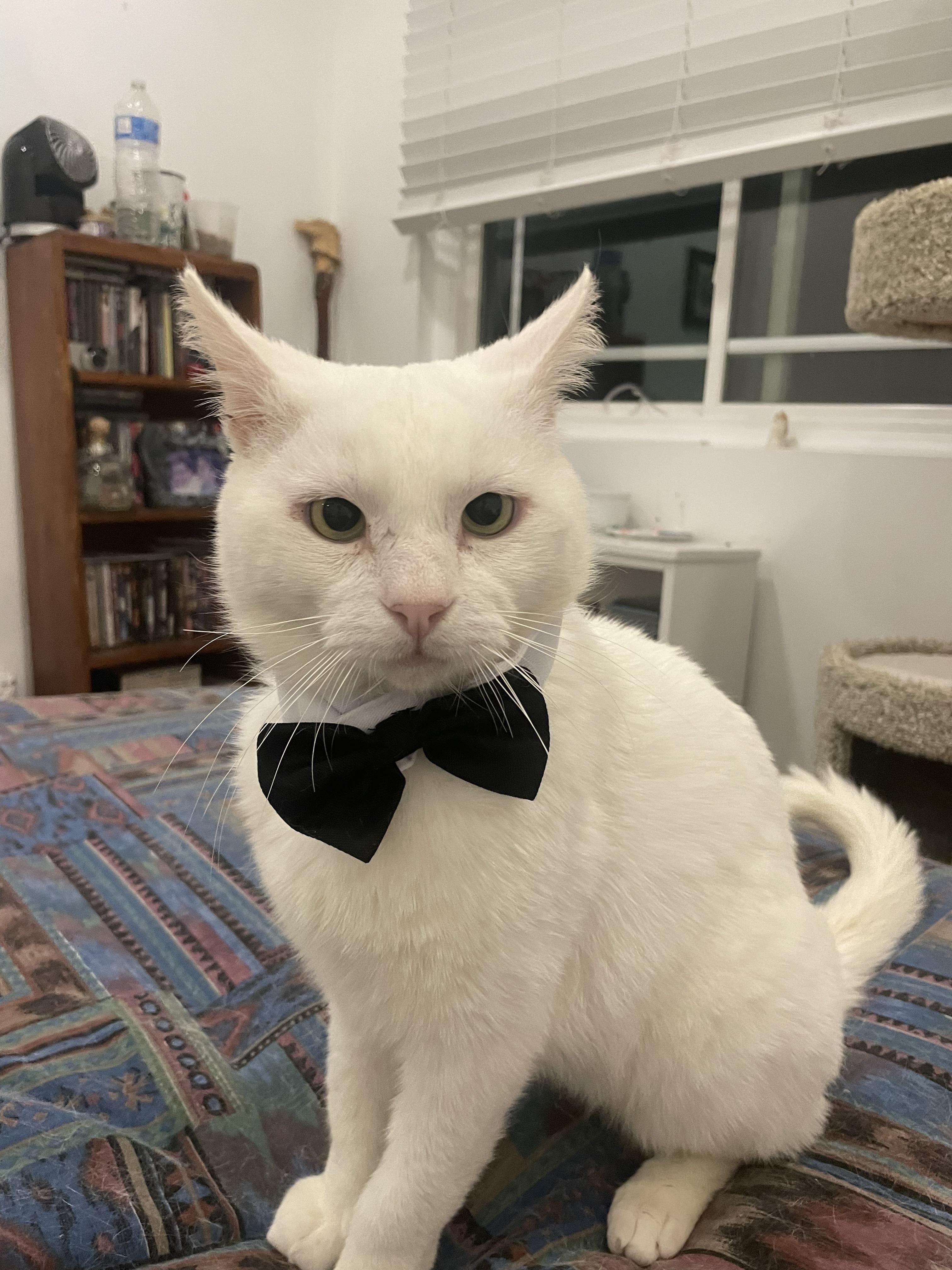 Gobi, a Adoptable American Shorthair in Beverly Hills, CA image 4/5