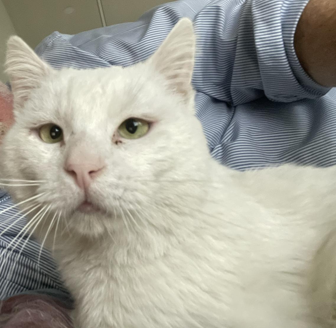 Gobi, a Adoptable American Shorthair in Beverly Hills, CA image 5/5