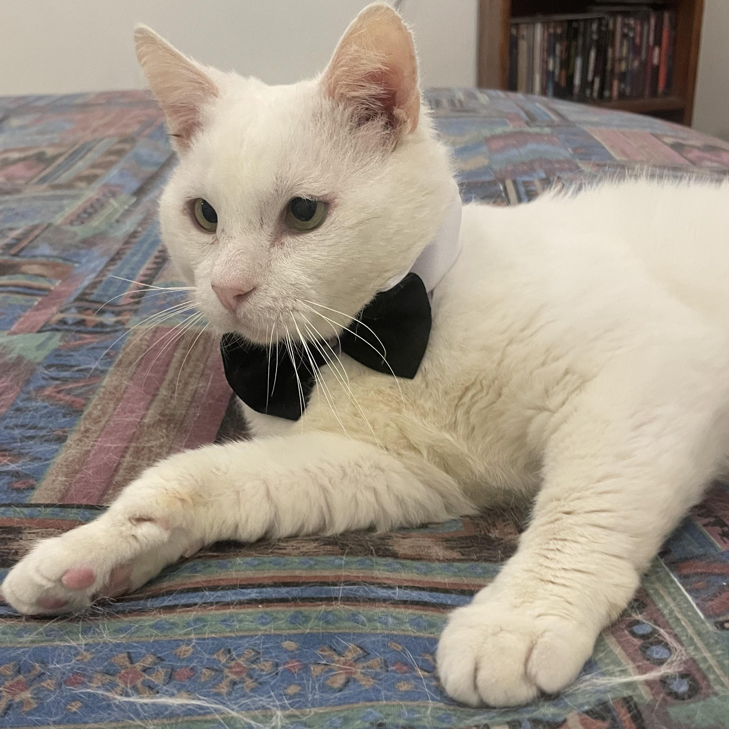 Gobi, a Adoptable American Shorthair in Beverly Hills, CA image 1/5