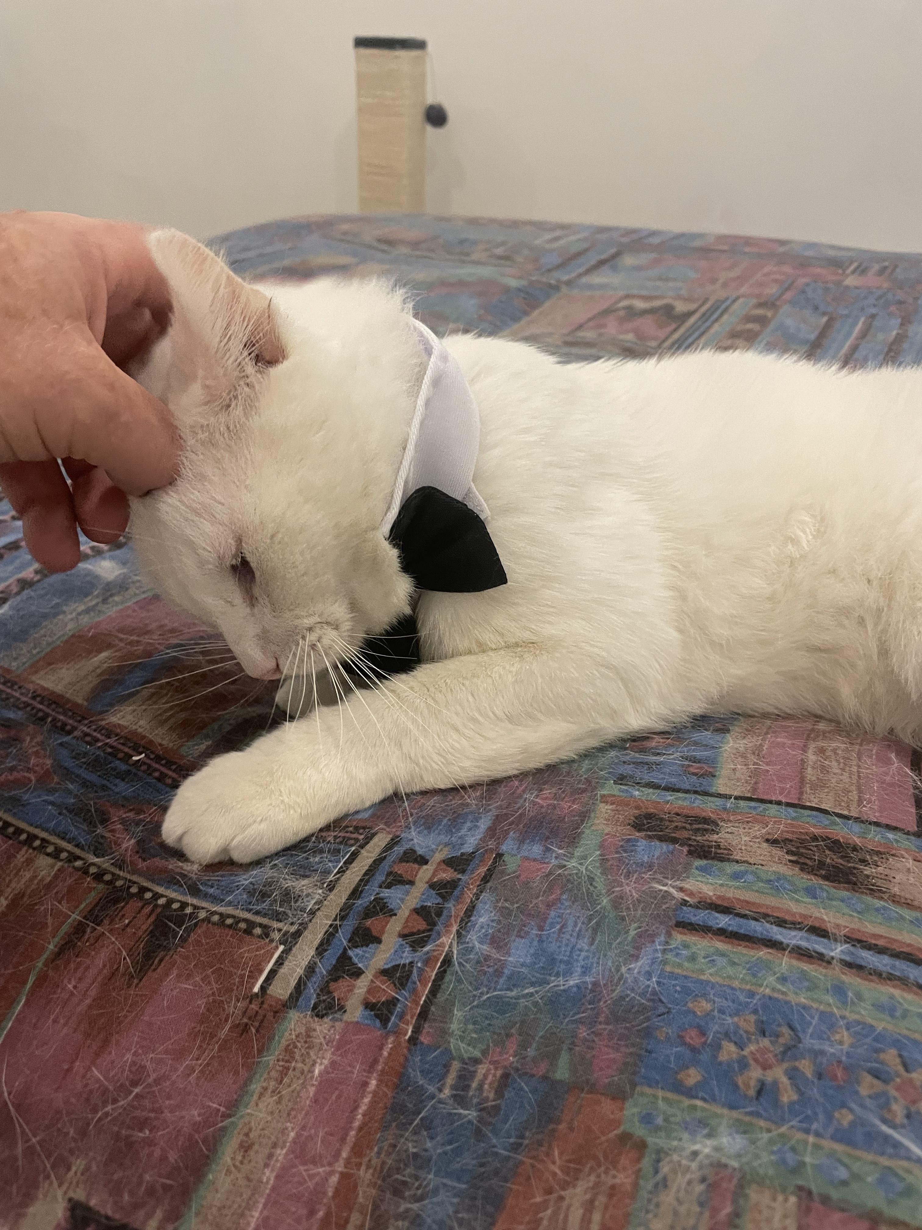 Gobi, a Adoptable American Shorthair in Beverly Hills, CA image 3/5