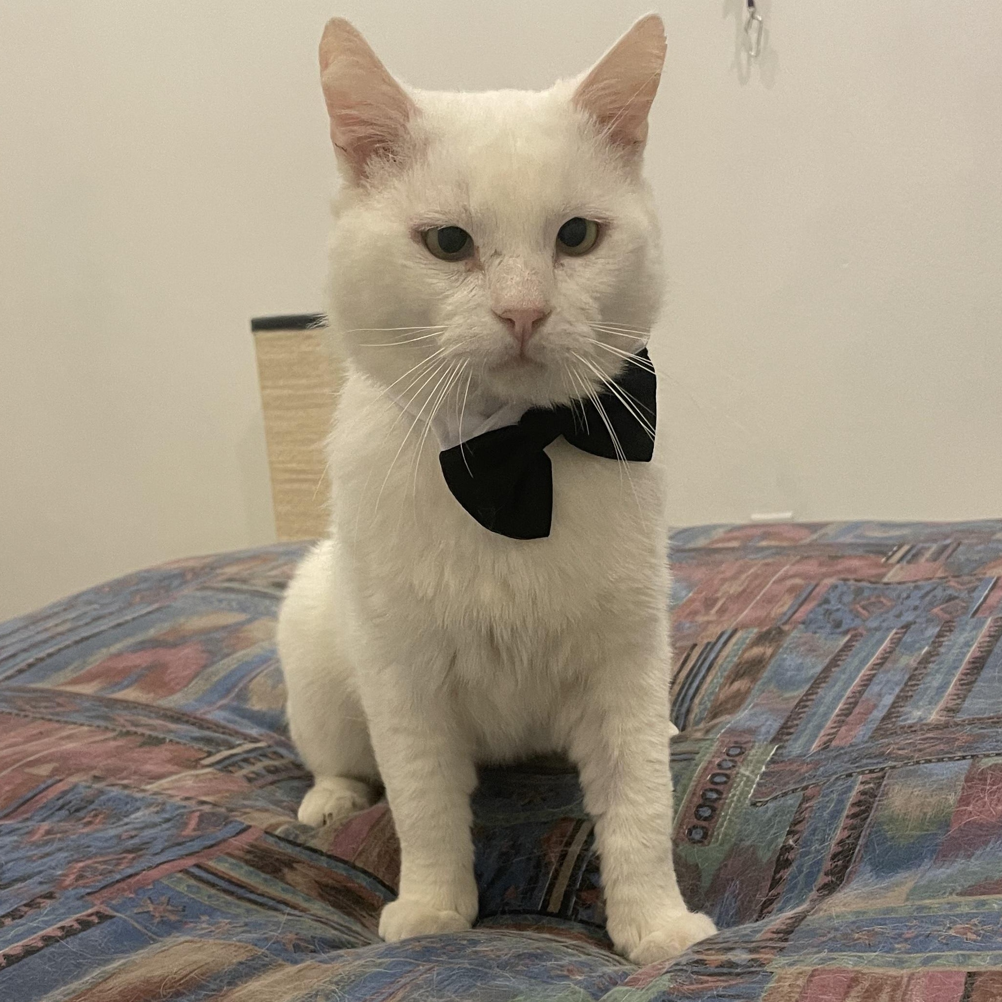 Gobi, a Adoptable American Shorthair in Beverly Hills, CA image 2/5