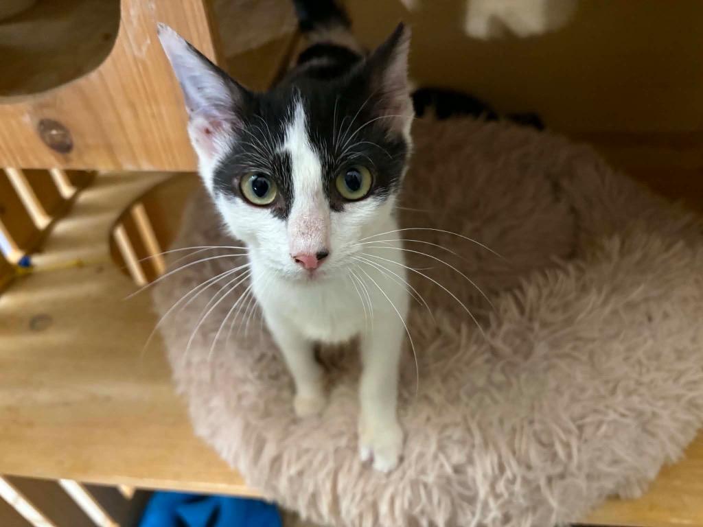 Enlarge Barley, a Adoptable Domestic Short Hair in warrenville, SC image 1/1