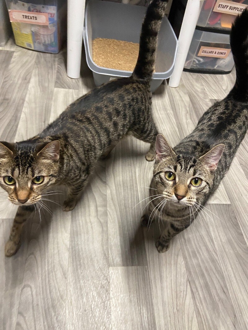 Cat for adoption Dandelion, a Domestic Short Hair Mix in vancouver