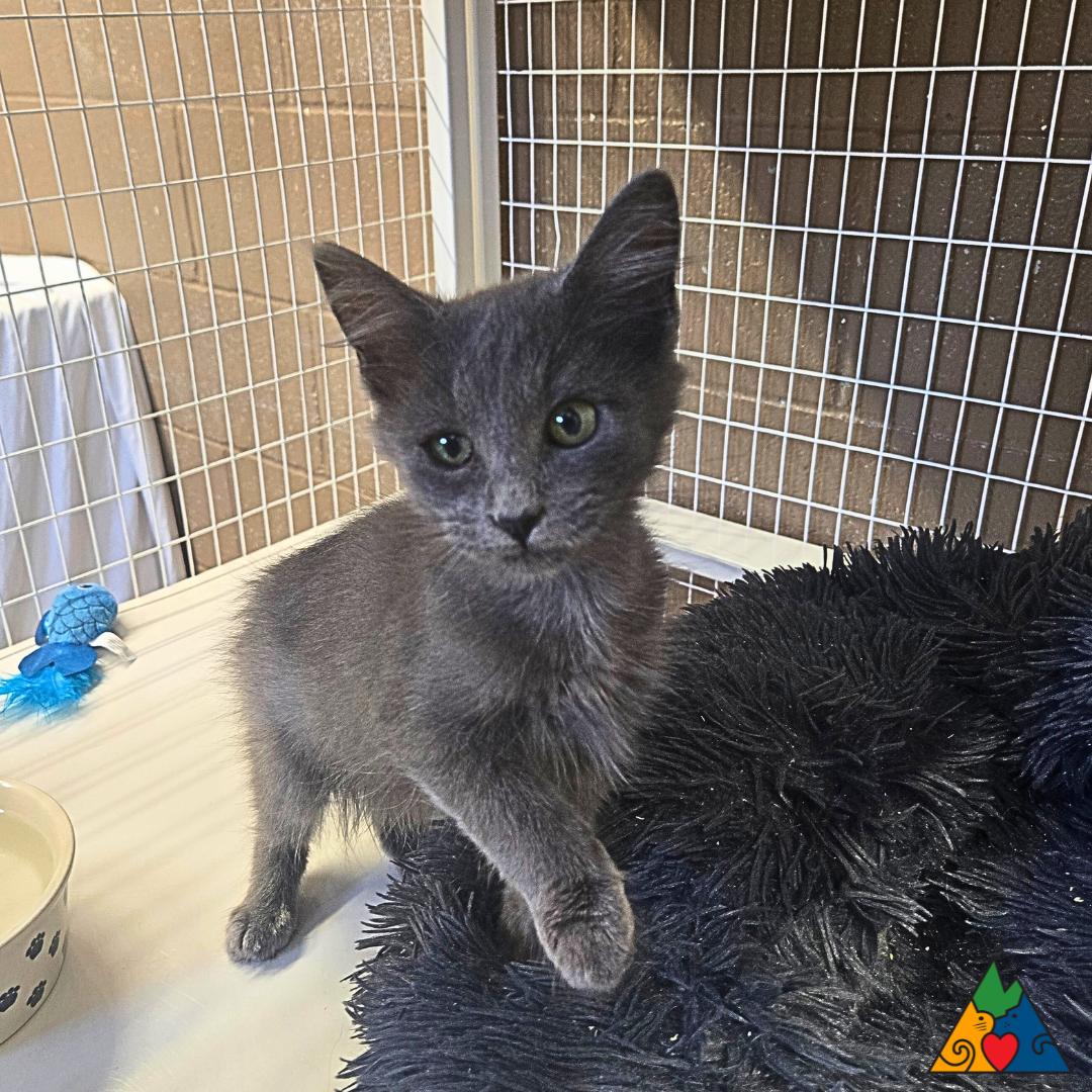 Carlos, an adoptable Domestic Medium Hair in Douglas, WY, 82633 | Photo Image 2
