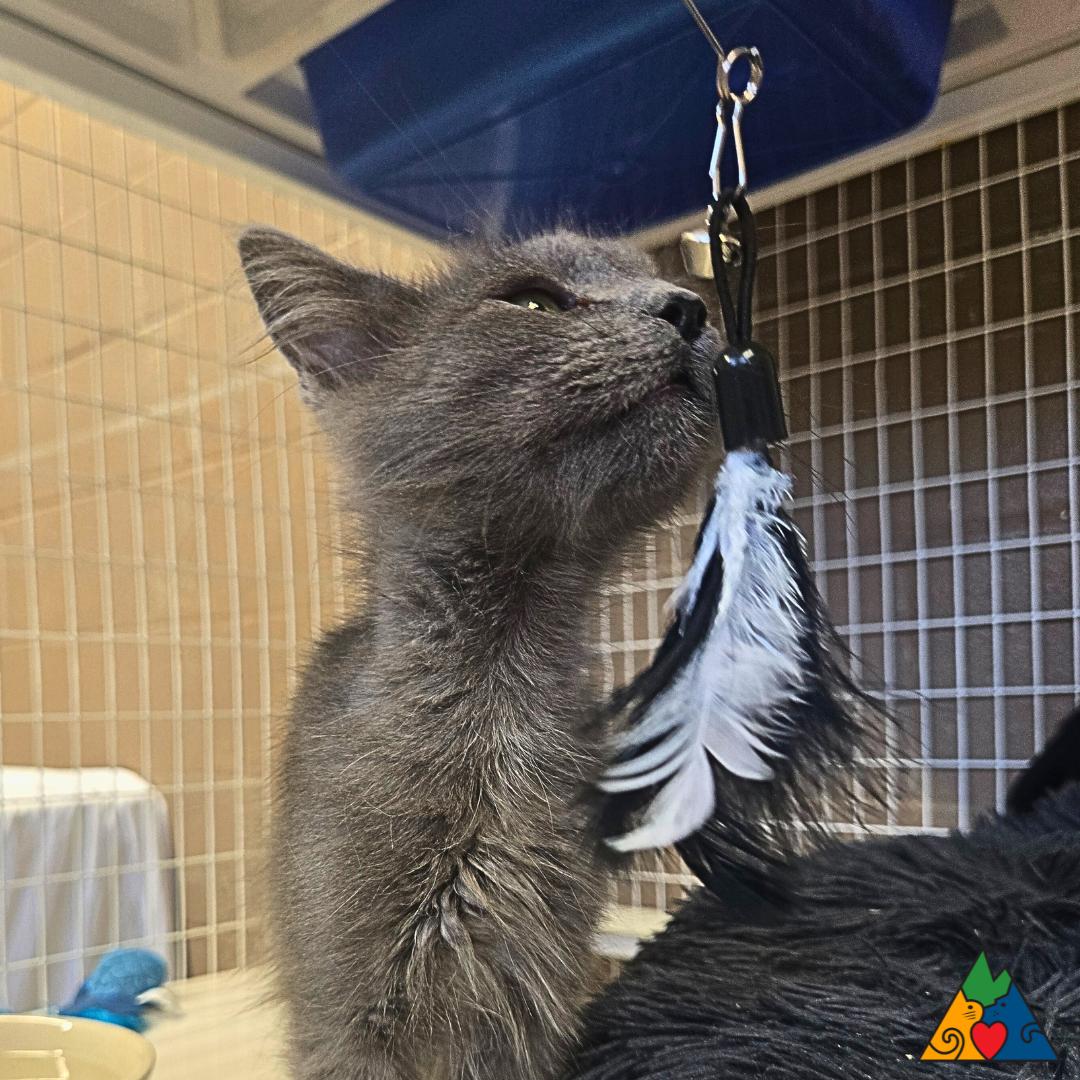 Carlos, an adoptable Domestic Medium Hair in Douglas, WY, 82633 | Photo Image 3
