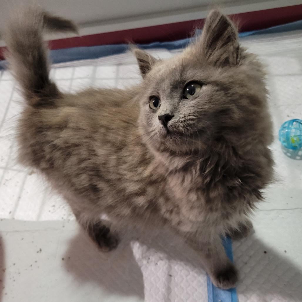 Enlarge Mr., a Adoptable Domestic Long Hair in Simpsonville, SC image 1/5