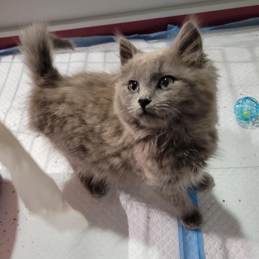 Enlarge Mr., a Adoptable Domestic Long Hair in Simpsonville, SC image 4/5