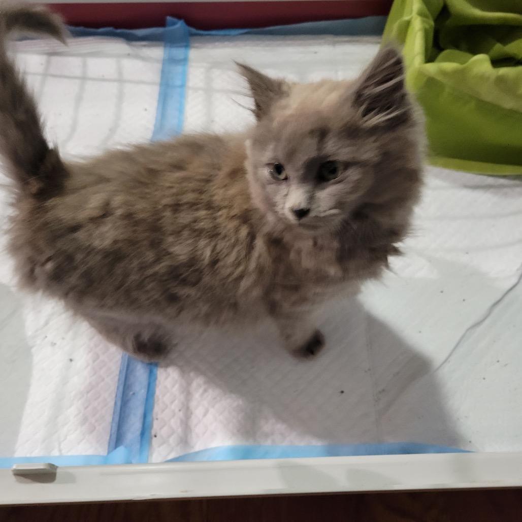 Enlarge Mr., a Adoptable Domestic Long Hair in Simpsonville, SC image 5/5