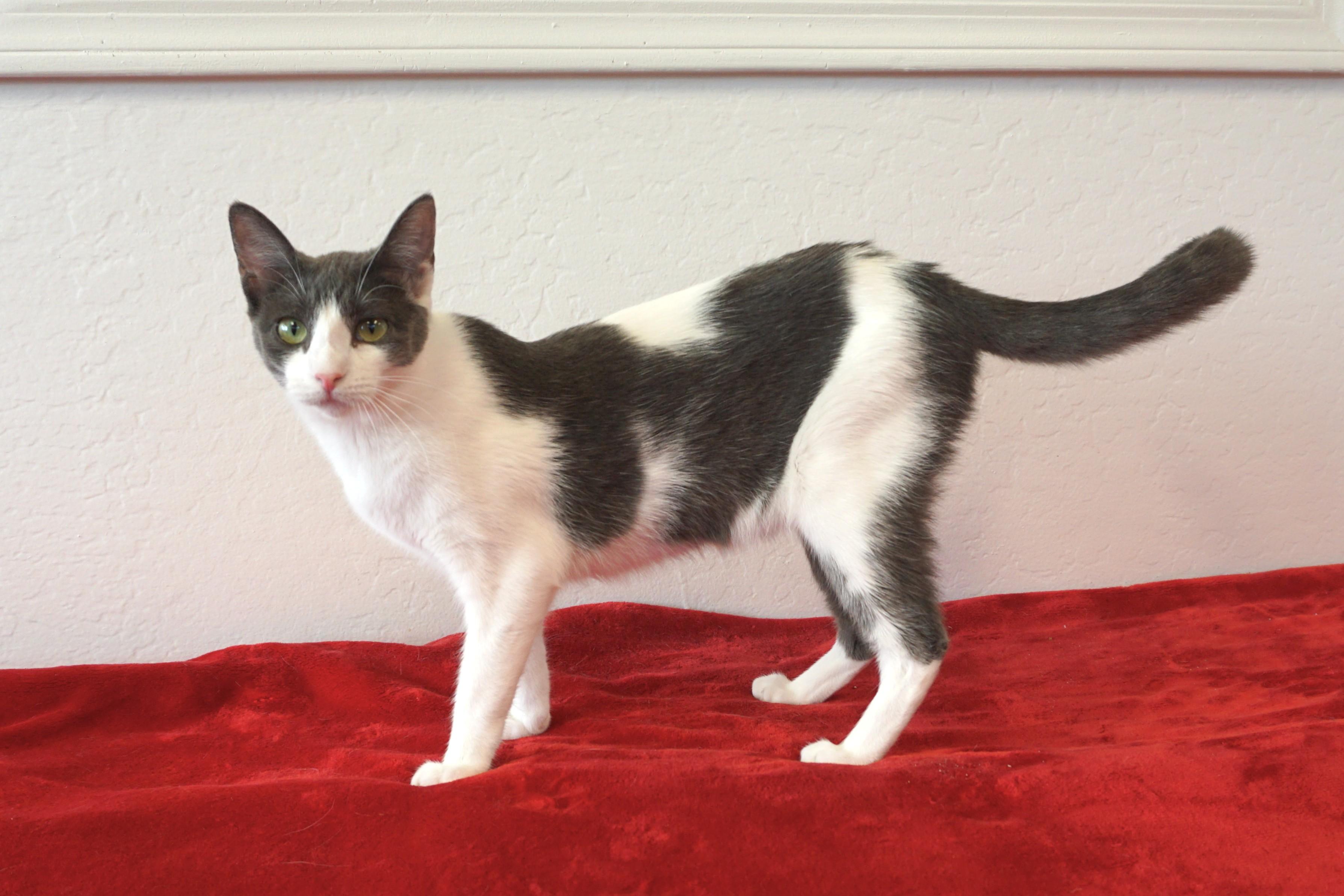 Enlarge Pipkin, a Adoptable Domestic Short Hair in Fountain Hills, AZ image 2/6