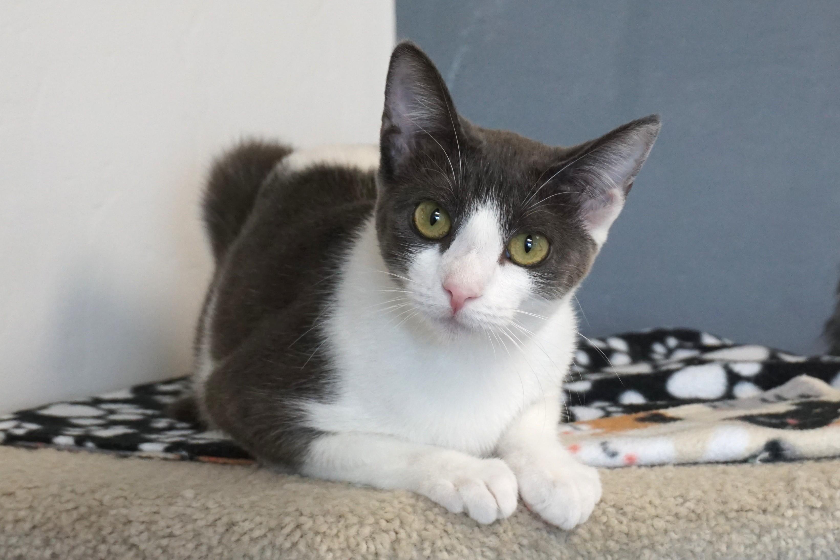 Enlarge Pipkin, a Adoptable Domestic Short Hair in Fountain Hills, AZ image 4/6