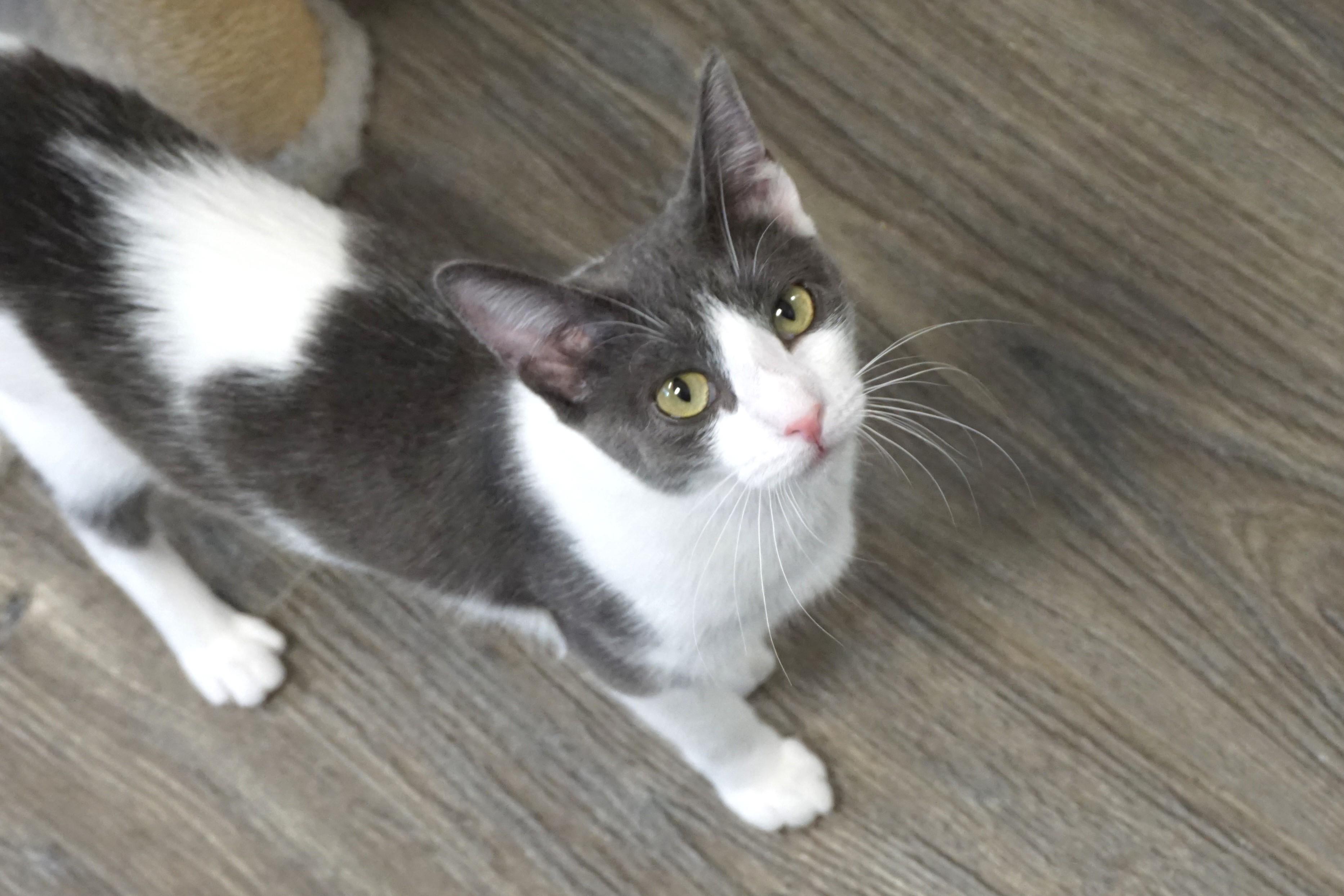 Enlarge Pipkin, a Adoptable Domestic Short Hair in Fountain Hills, AZ image 1/6