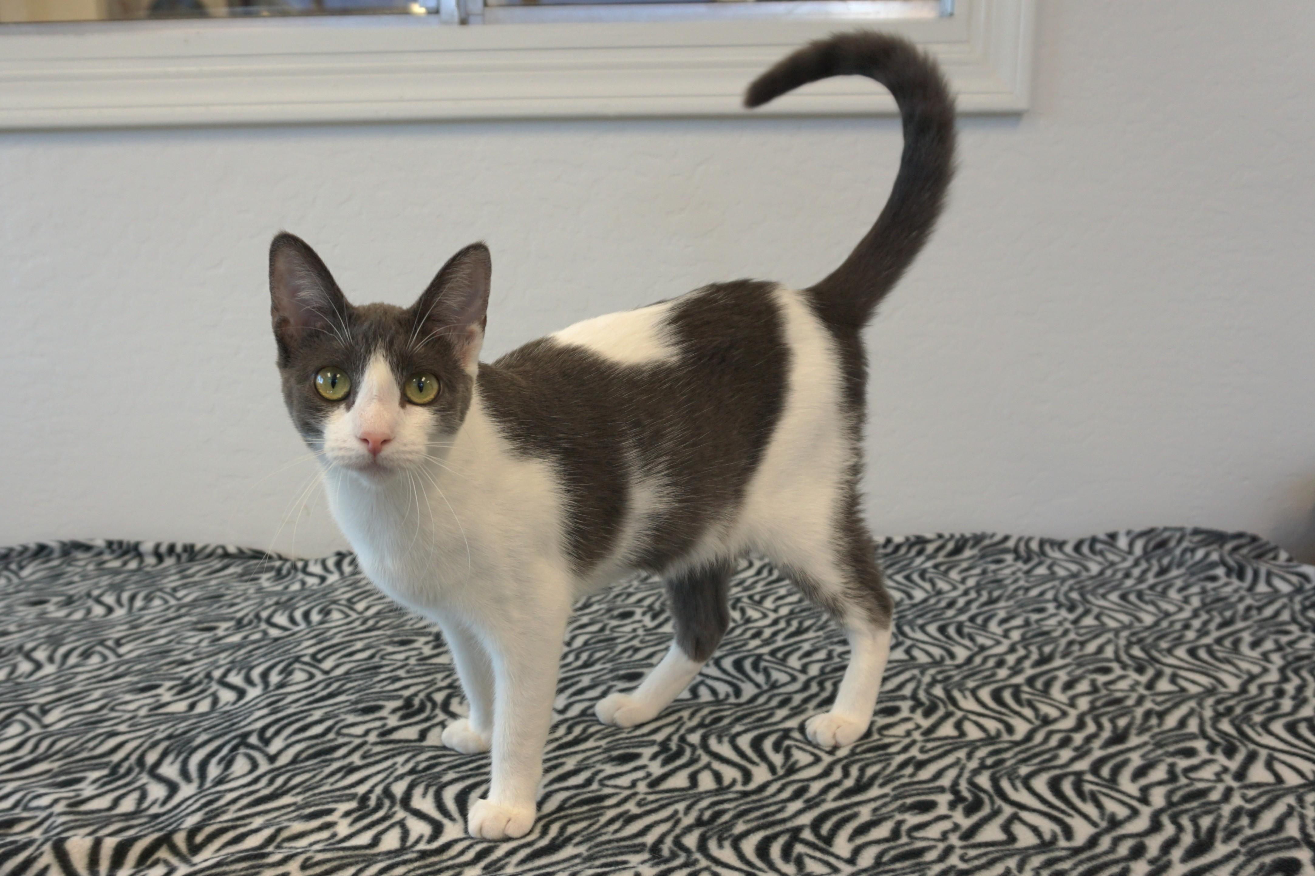 Pipkin, Adoptable, Young Female Domestic Short Hair.