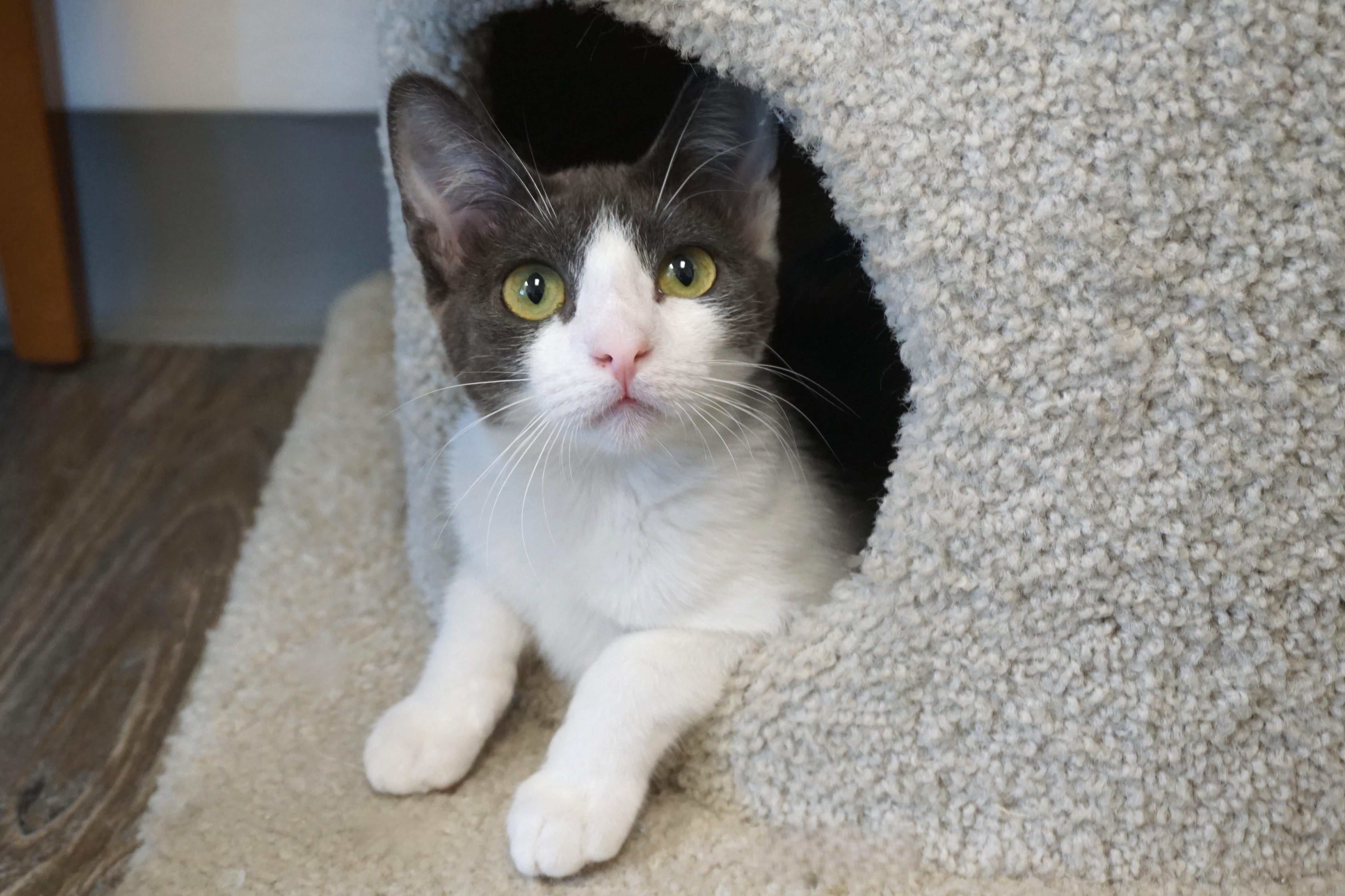 Enlarge Pipkin, a Adoptable Domestic Short Hair in Fountain Hills, AZ image 6/6