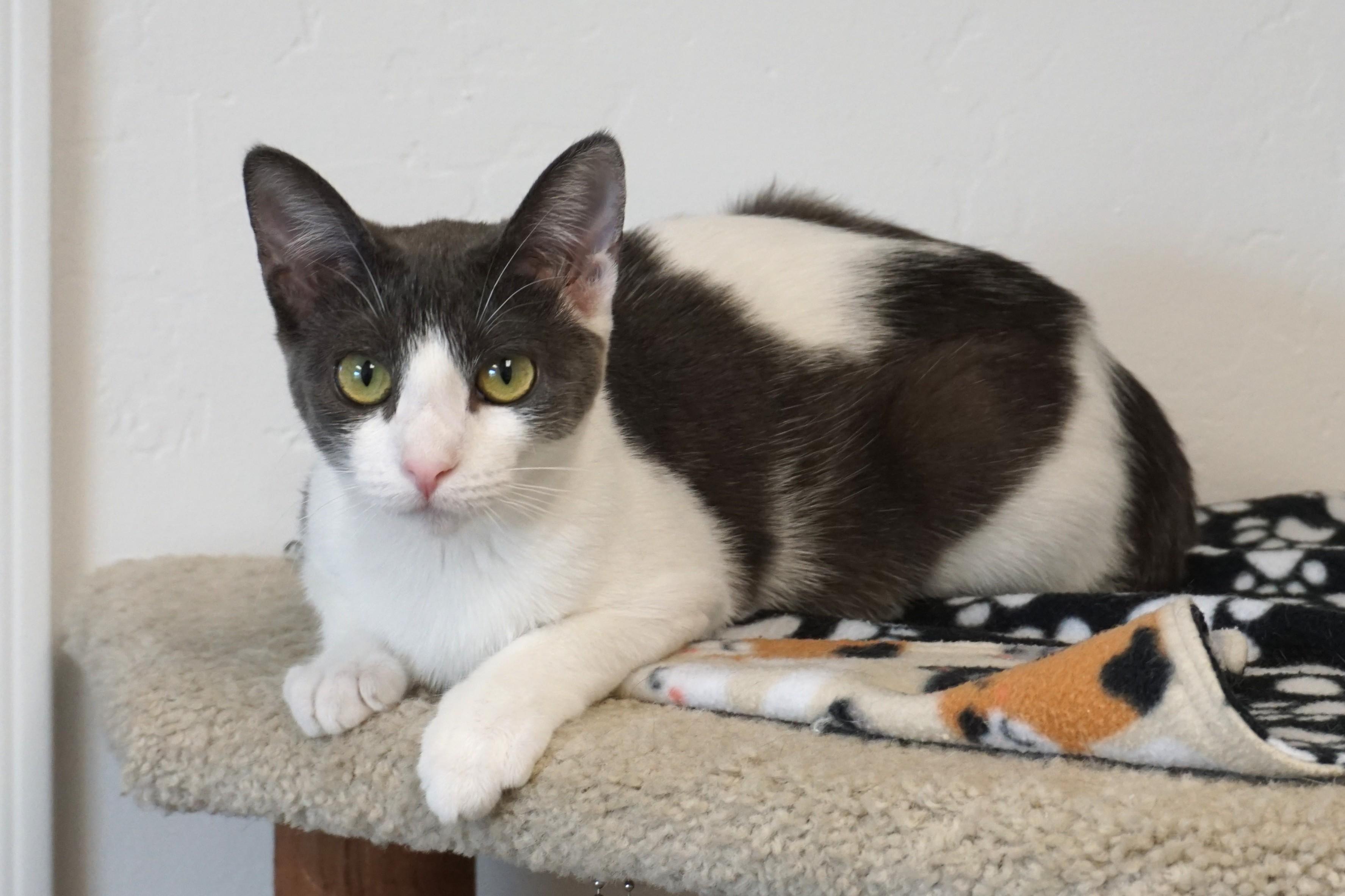 Enlarge Pipkin, a Adoptable Domestic Short Hair in Fountain Hills, AZ image 5/6