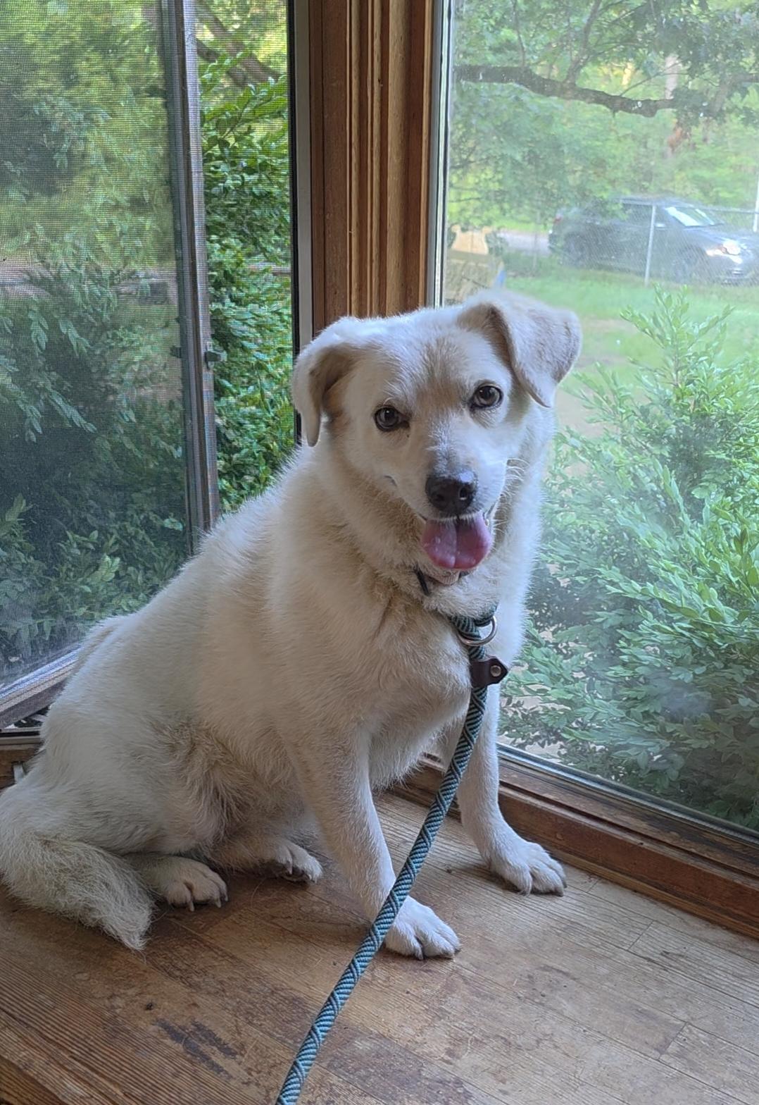 Enlarge Naomi, a Adoptable mixed breed in Salamanca, NY image 2/6