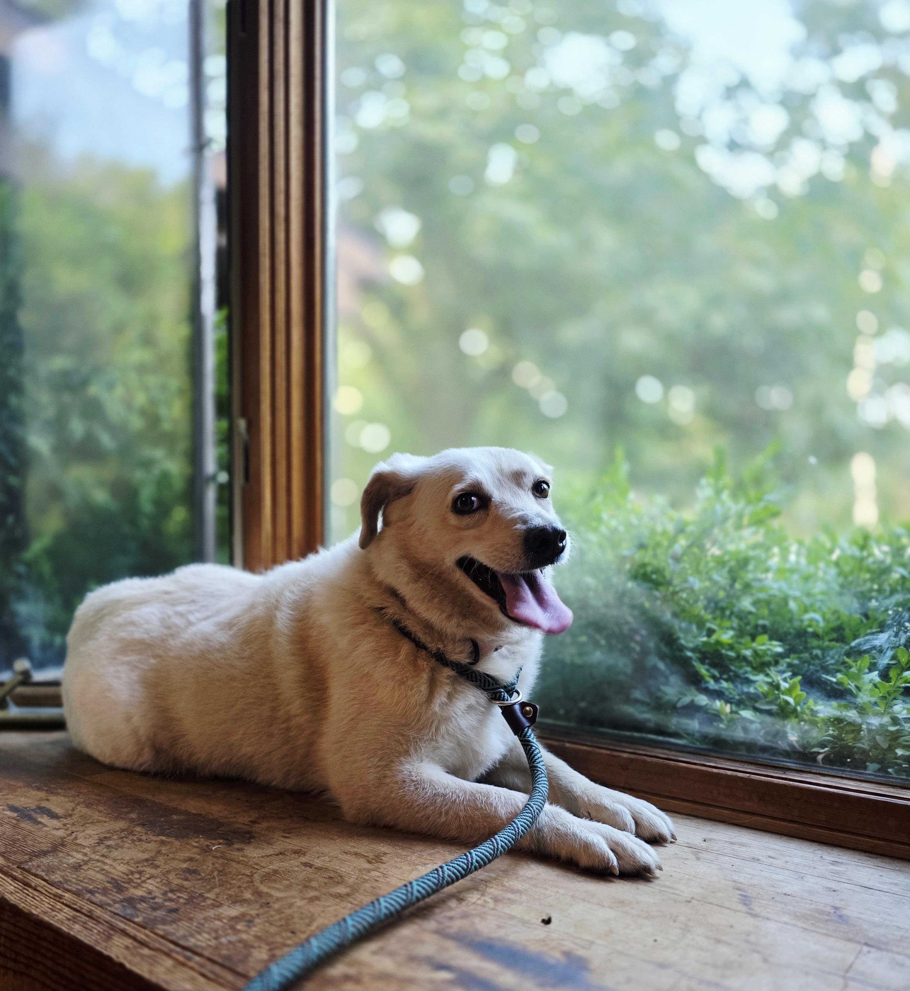 Enlarge Naomi, a Adoptable mixed breed in Salamanca, NY image 6/6