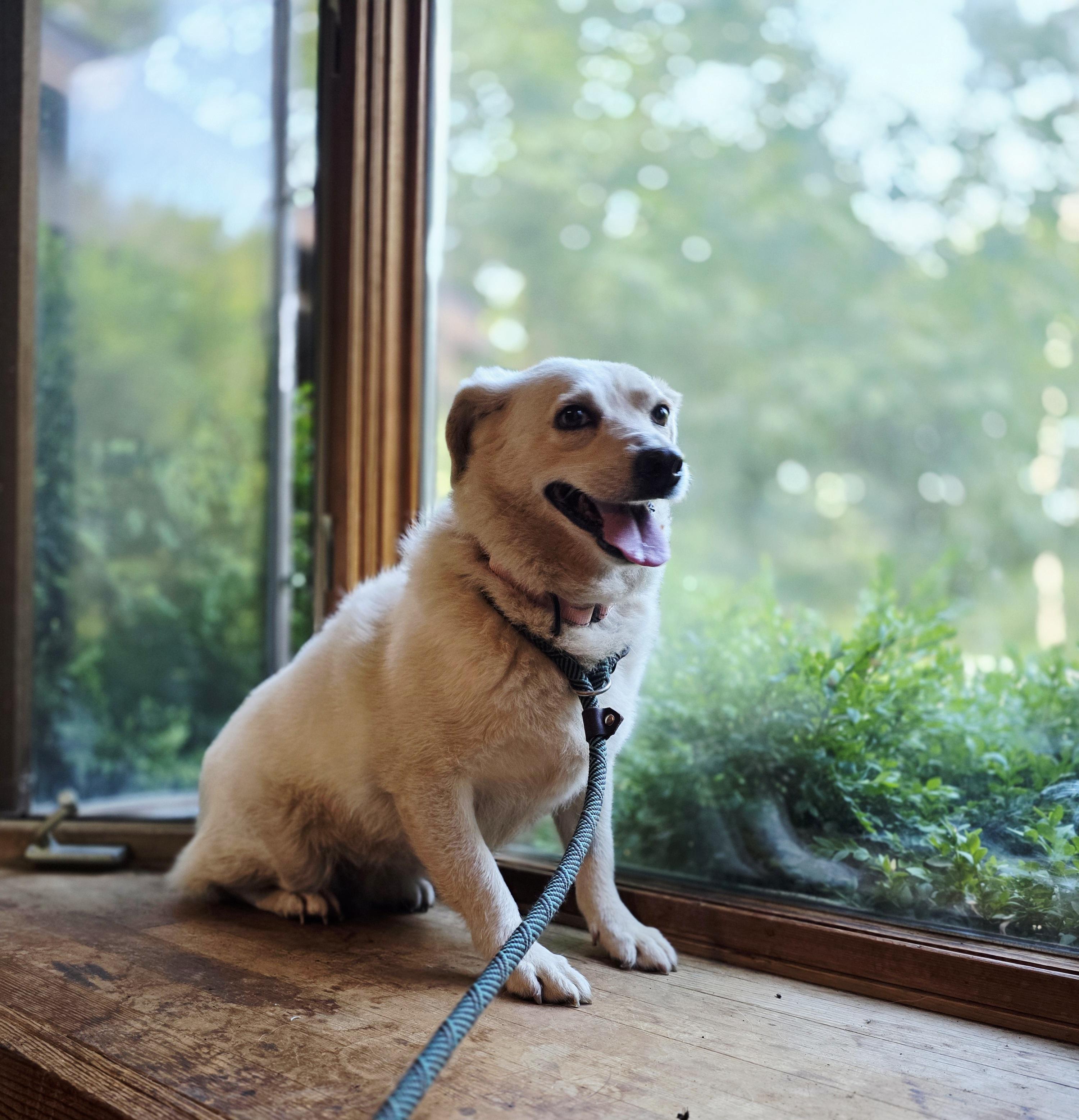 Enlarge Naomi, a Adoptable mixed breed in Salamanca, NY image 5/6