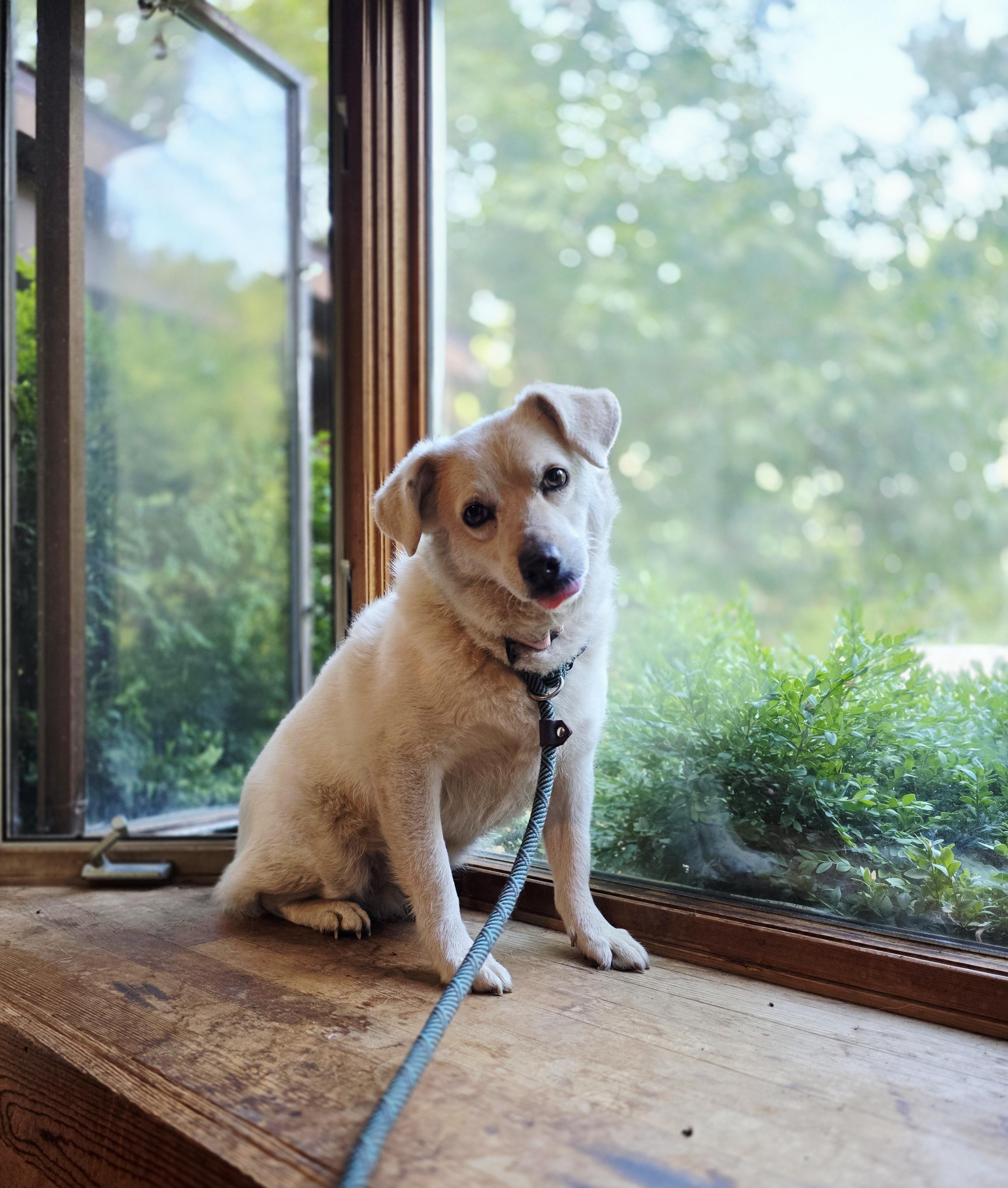 Naomi, Adoptable, Adult Female Labrador Retriever.