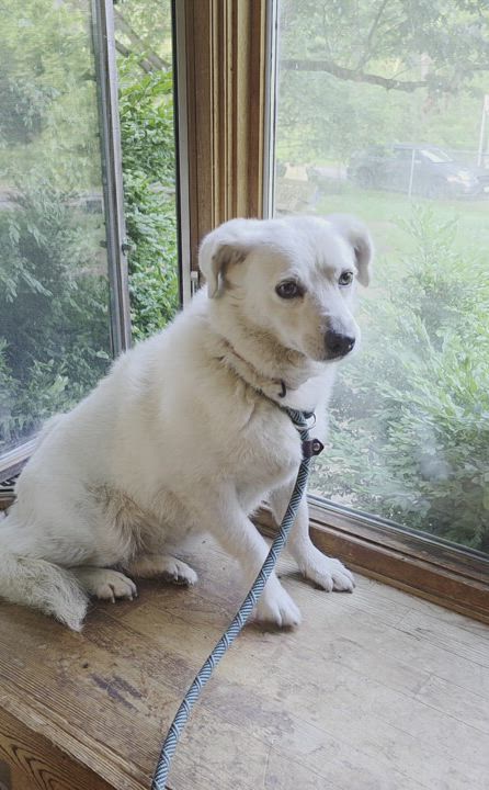 Enlarge Naomi, a Adoptable mixed breed in Salamanca, NY video 4/6