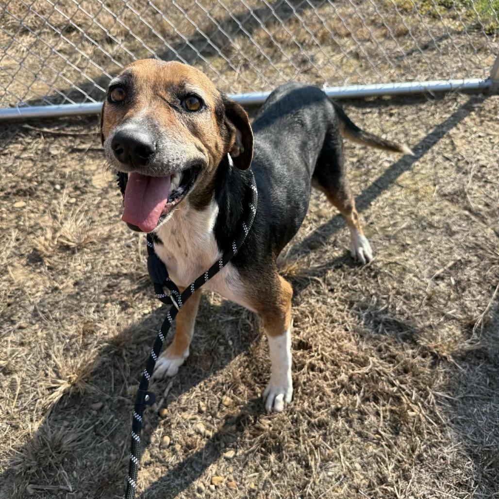 Harper 091401, Adoptable, Adult Female Beagle & Hound.