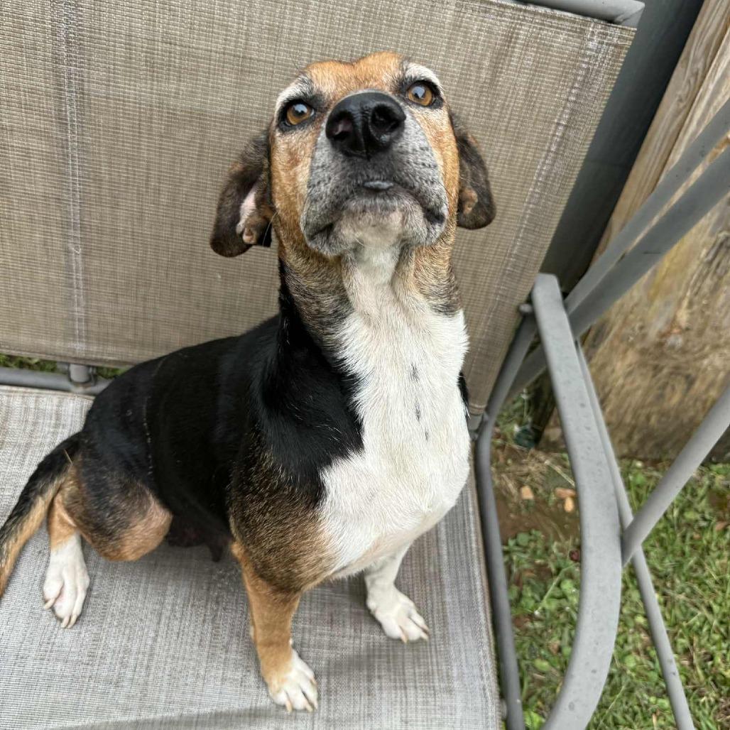 Enlarge Harper 091401, a Adoptable mixed breed in Amory, MS image 2/6