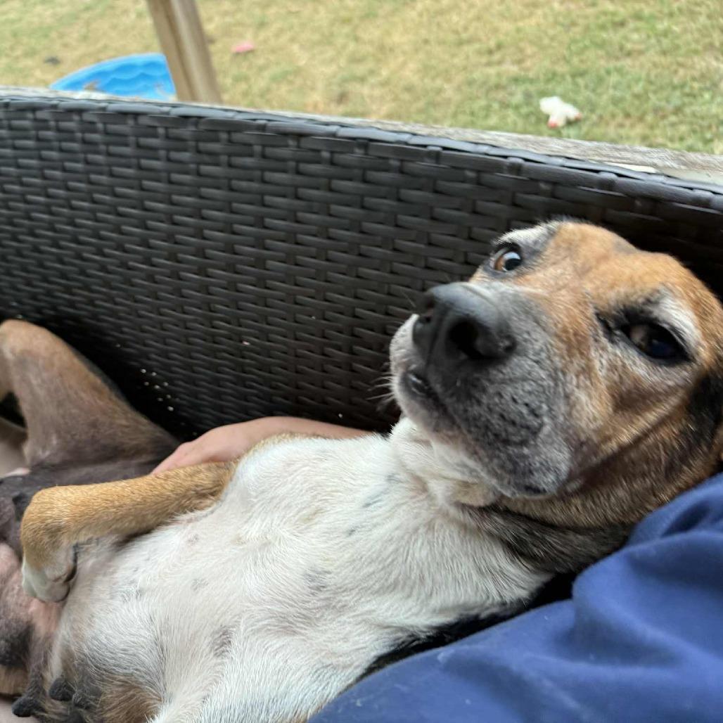 Enlarge Harper 091401, a Adoptable mixed breed in Amory, MS image 4/6