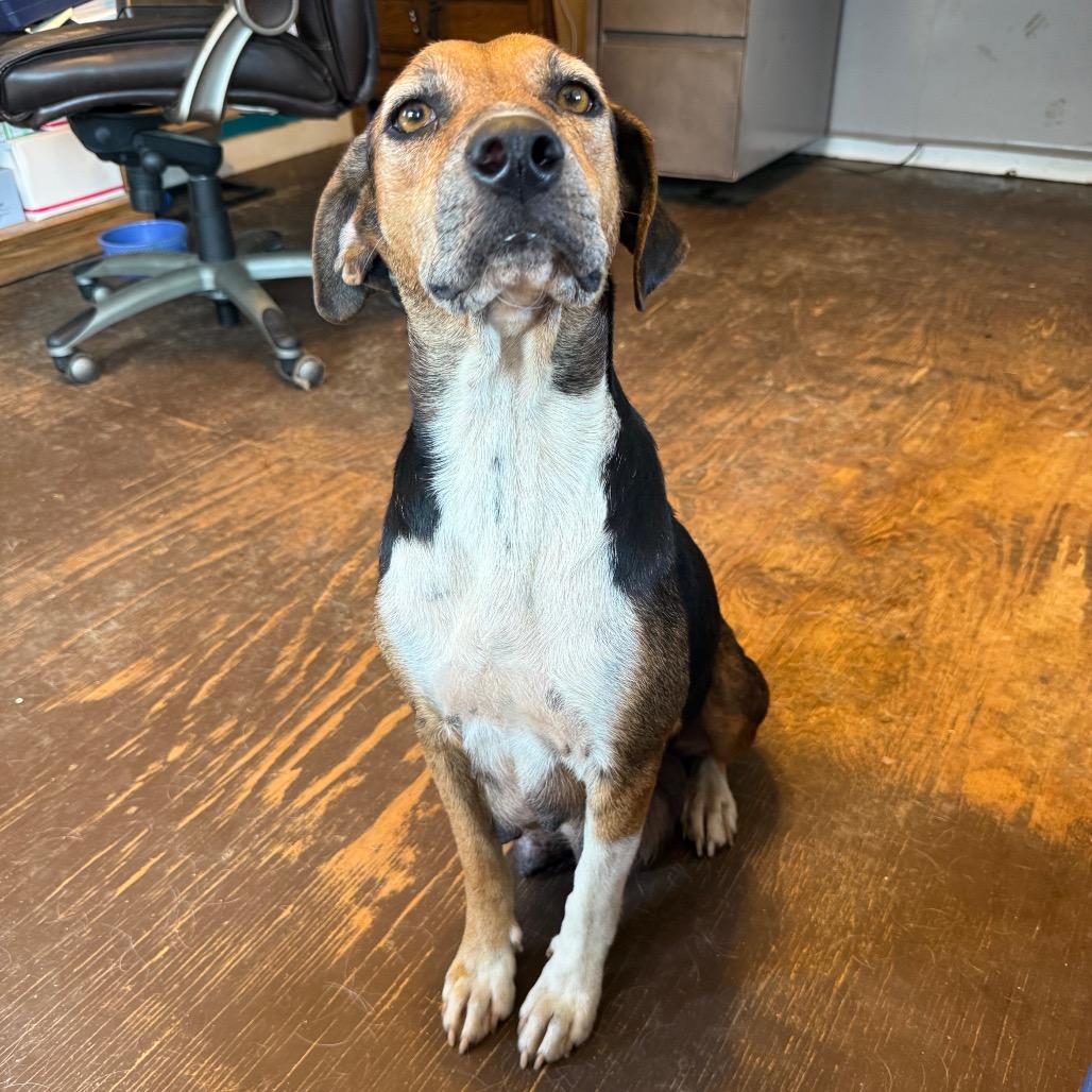 Enlarge Harper 091401, a Adoptable mixed breed in Amory, MS image 6/6