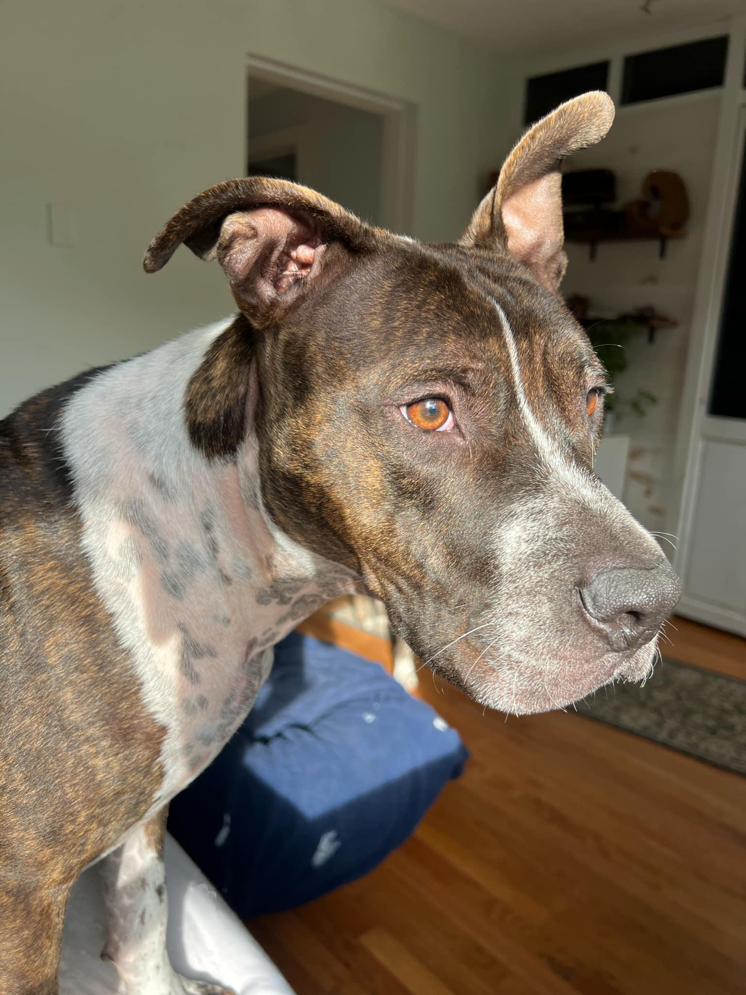 TAZ, a Adoptable Pit Bull Terrier in Brick, NJ image 1/6