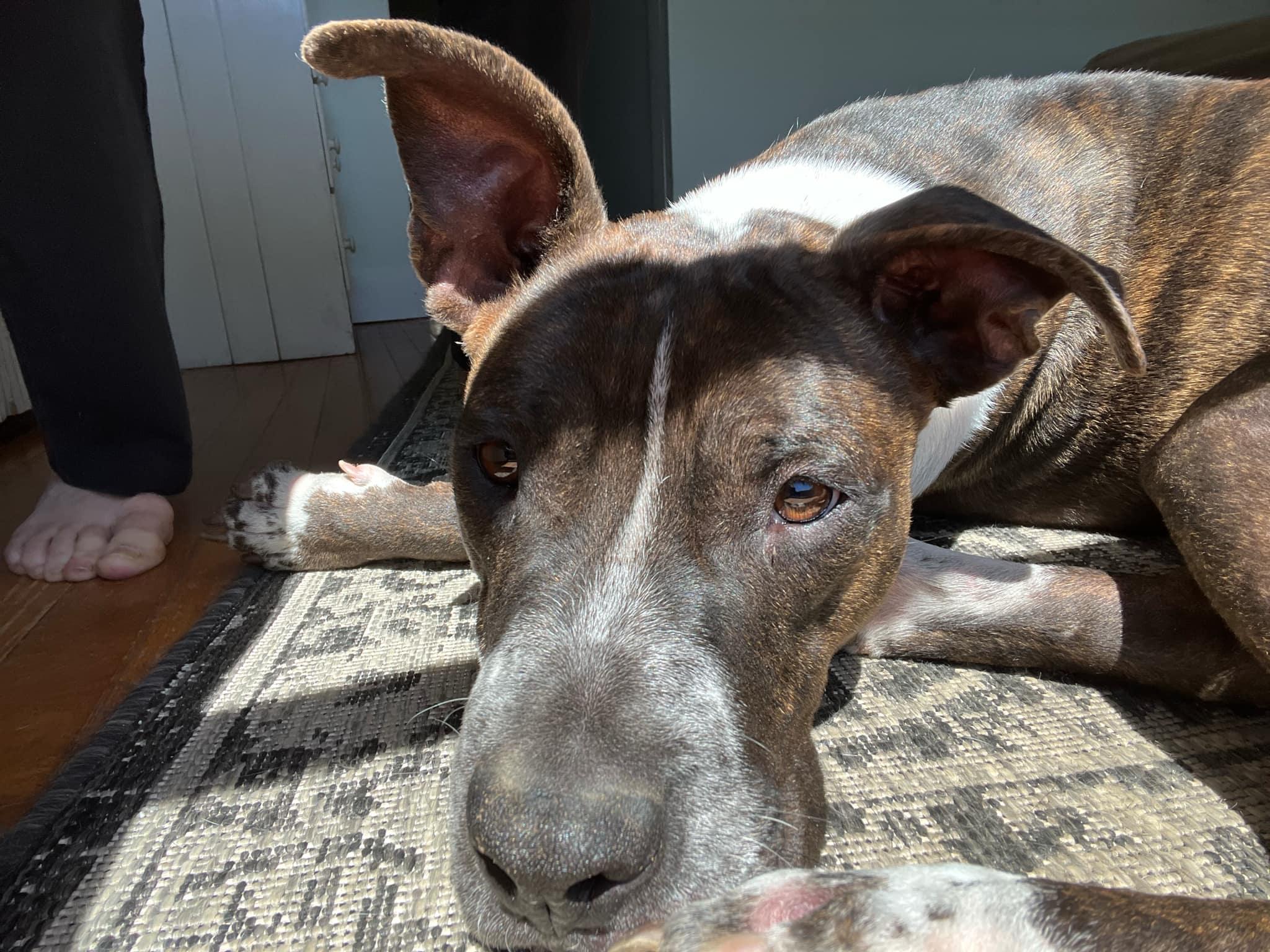 TAZ, a Adoptable Pit Bull Terrier in Brick, NJ image 5/6