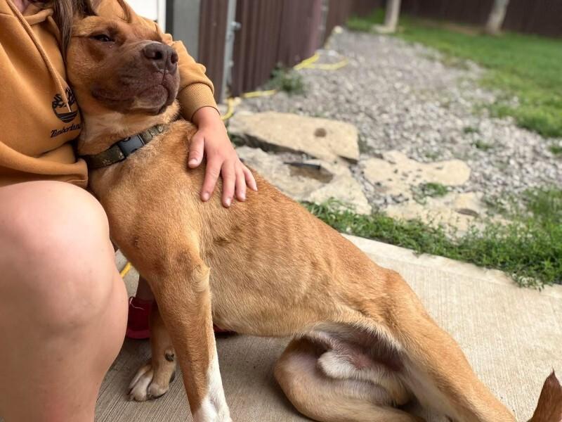 Enlarge RV, a Adoptable Mixed Breed in Athens, ON image 1/6