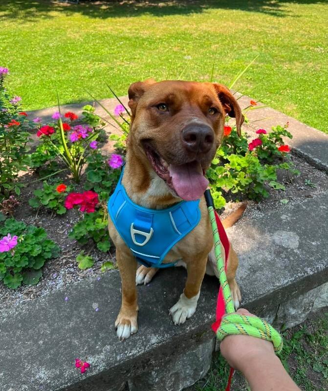 Enlarge RV, a Adoptable Mixed Breed in Athens, ON image 2/6
