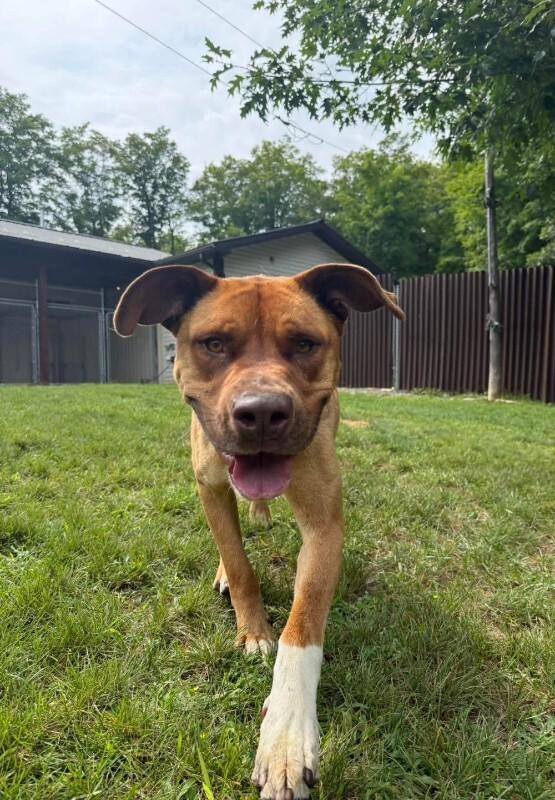 Enlarge RV, a Adoptable Mixed Breed in Athens, ON image 3/6