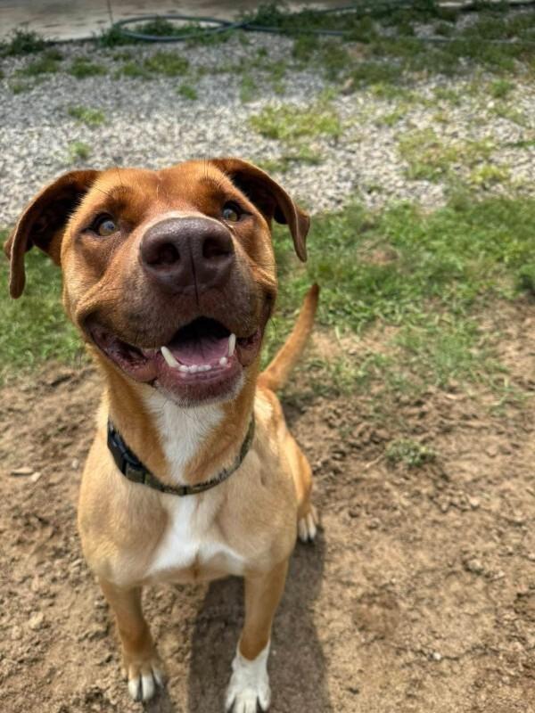 Enlarge RV, a Adoptable Mixed Breed in Athens, ON image 4/6