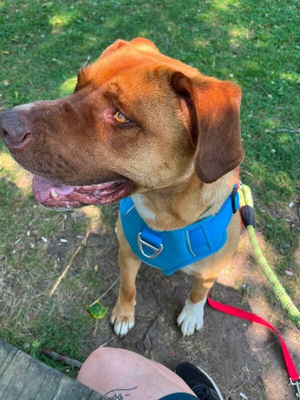 Enlarge RV, a Adoptable Mixed Breed in Athens, ON image 5/6