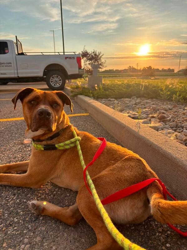 Enlarge RV, a Adoptable Mixed Breed in Athens, ON image 6/6
