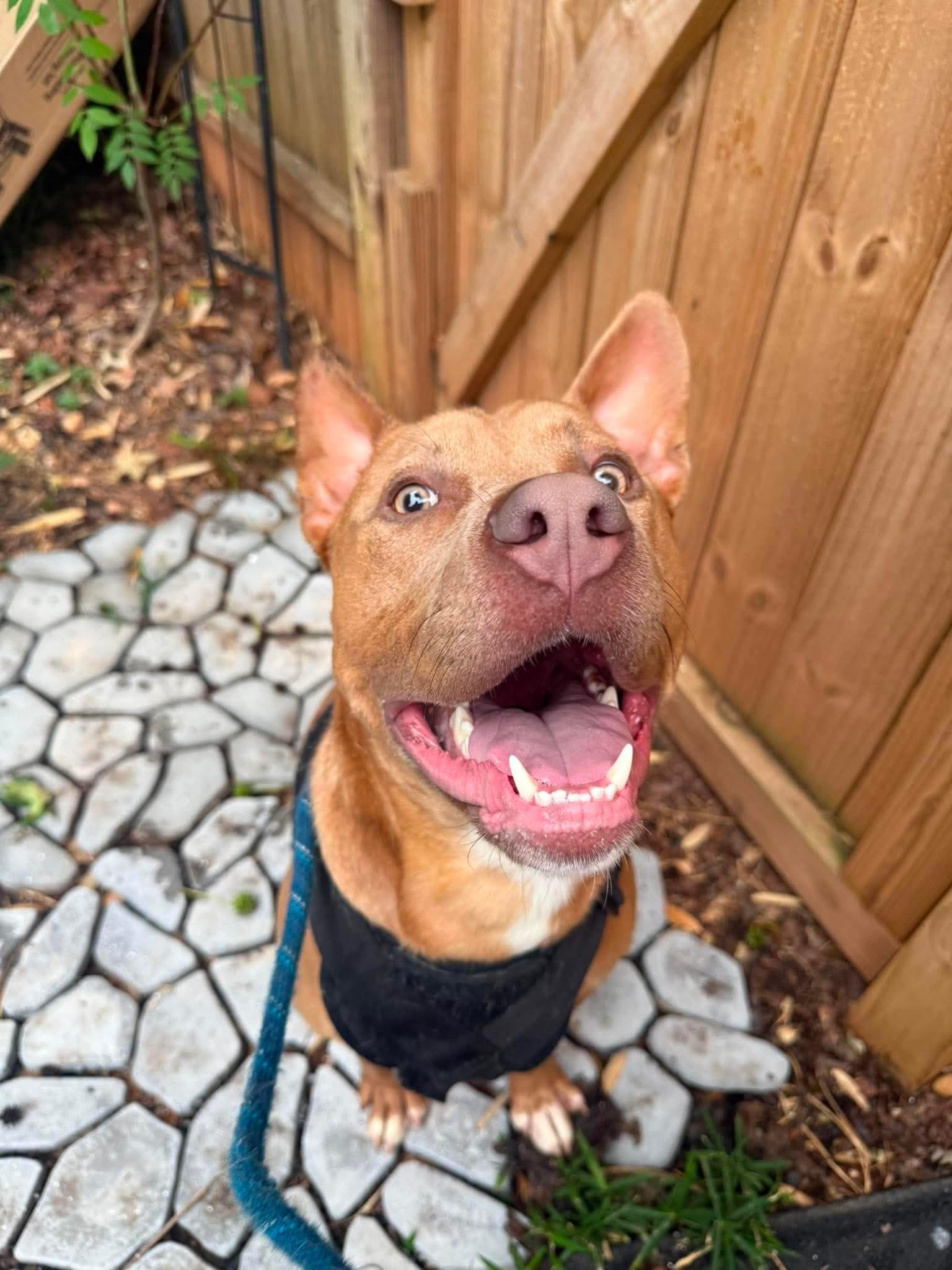 Moe, a Adoptable Terrier in Mint Hill, NC image 3/3
