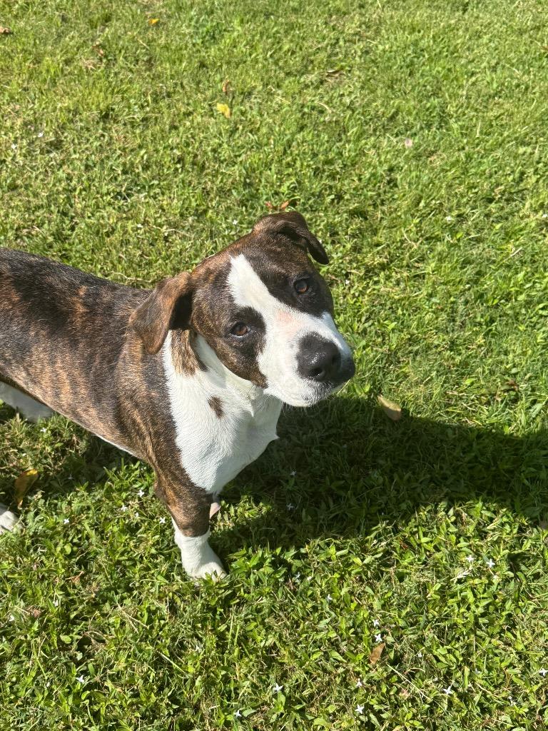 Gunner, Adoptable, Young Male Basset Hound & Pit Bull Terrier.