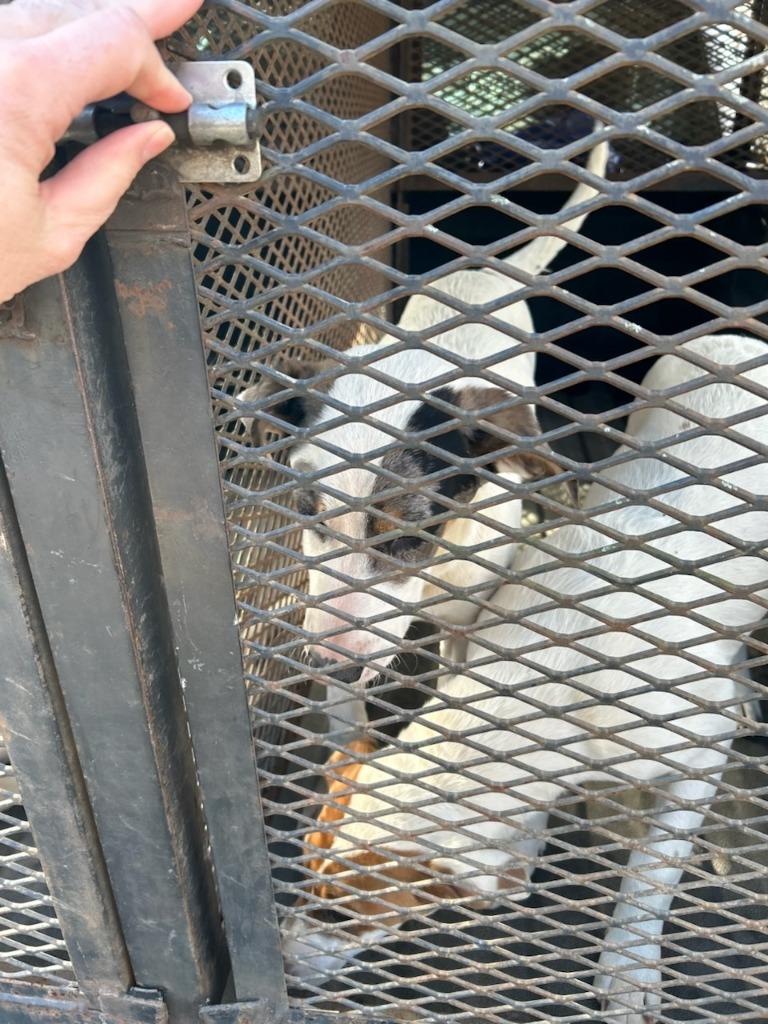 Barkley-Adoptable, Adoptable, Young Male Mixed Breed.