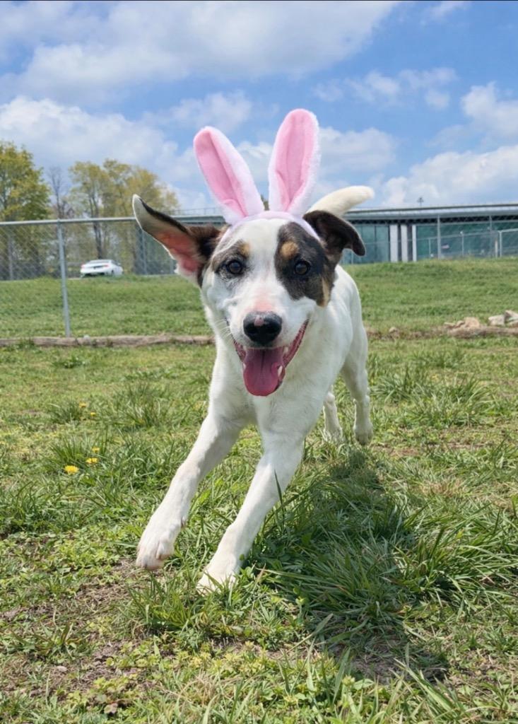 Enlarge Barkley-Adoptable, a Adoptable mixed breed in Chickamauga , GA image 2/4