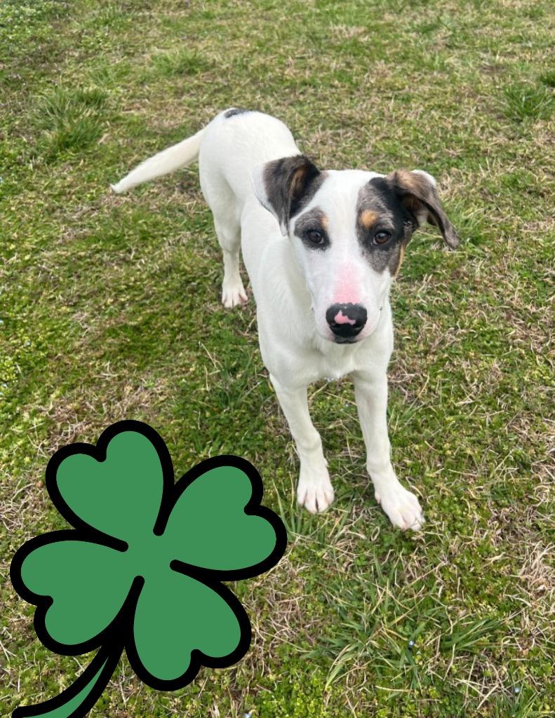 Enlarge Barkley-Adoptable, a Adoptable mixed breed in Chickamauga , GA image 3/4